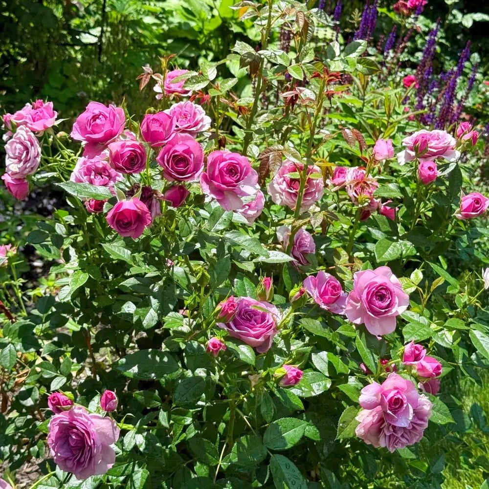Lavender Flower Circus Rose Plant｜薰衣草门廊 image 11