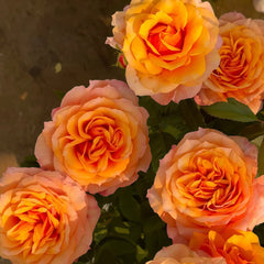 El Paso Forever Rose Plant｜永远的艾帕索 image 3