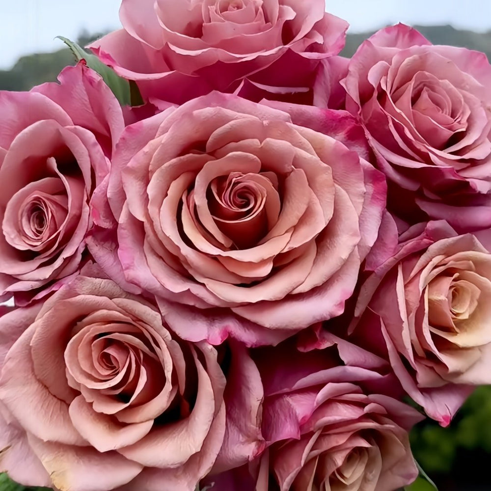 Magic Silver Rose Plant|神奇银色/魔力银 image 2