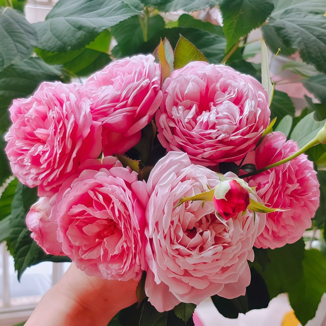 Yves Wishing Rose Plant|伊芙心愿 image 3