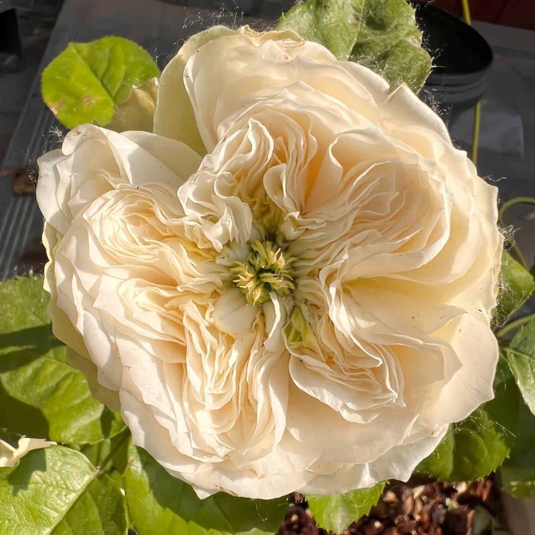 Whitby Abbey Rose Plant|惠特比修道院 image 3