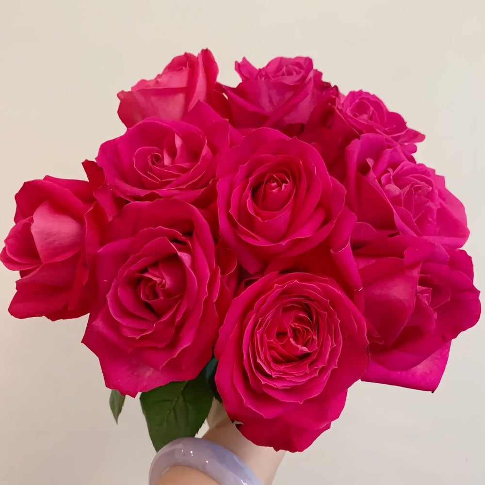 Cherry Avalanche Rose Plant｜樱桃雪山 image 3