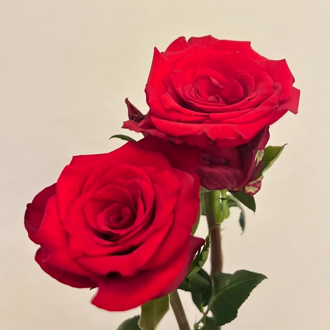 Vulcan Rose Plant｜火神 image 4