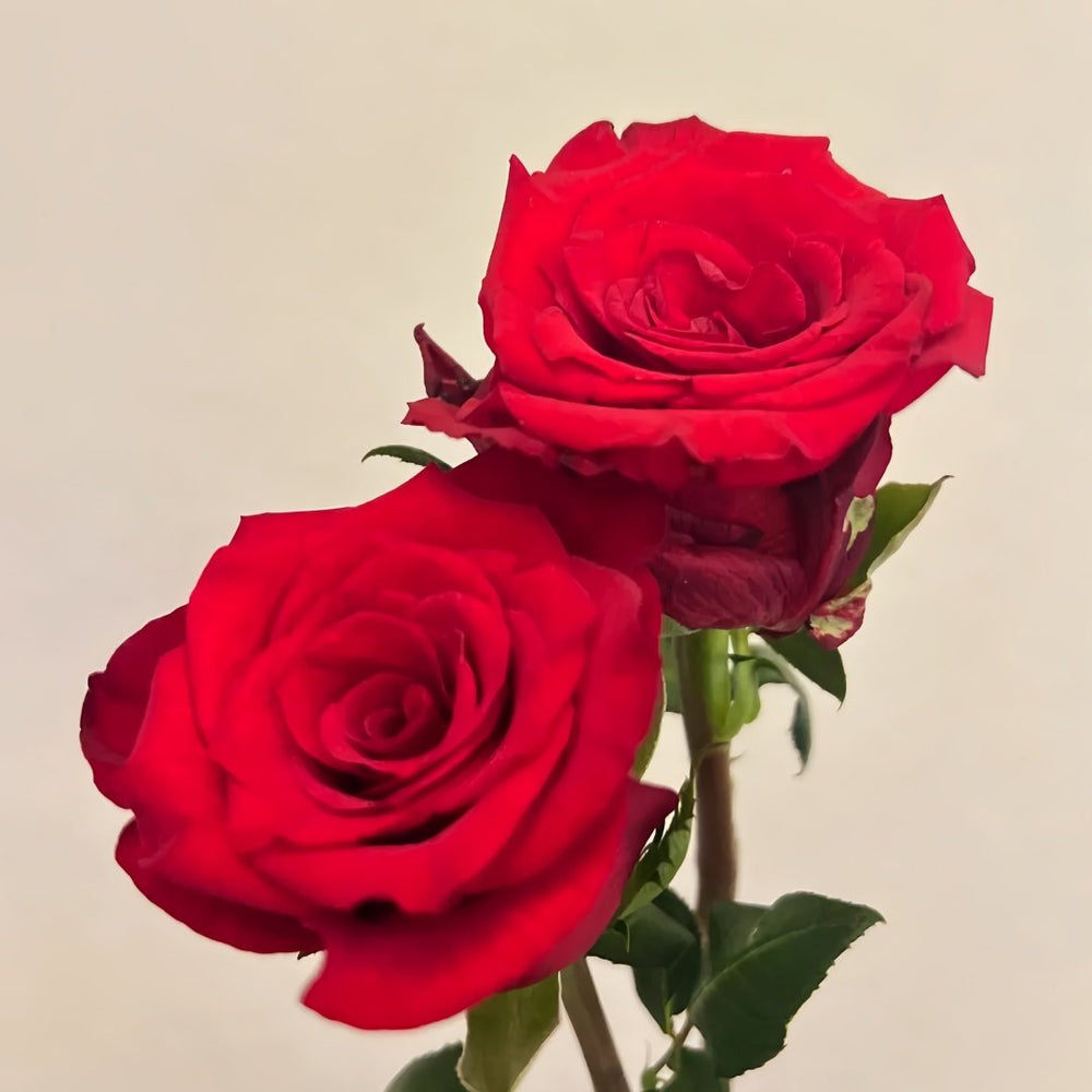 Vulcan Rose Plant｜火神 image 4