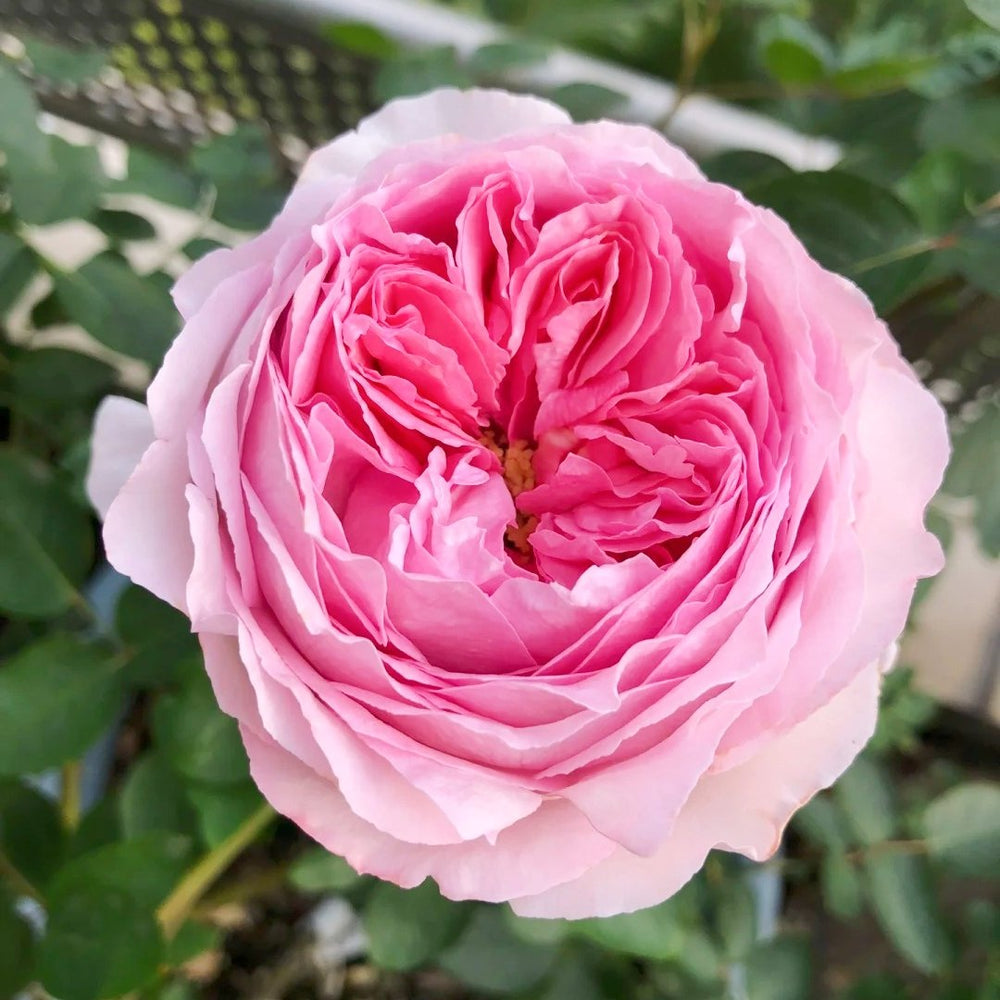 Yves No4 Aroma Rose Plant|伊芙四号芳香 image 1