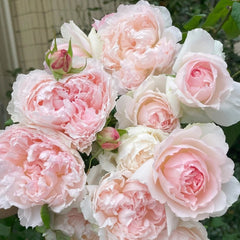 M-Perzik Rose Plant｜佩尔朱克 image 2