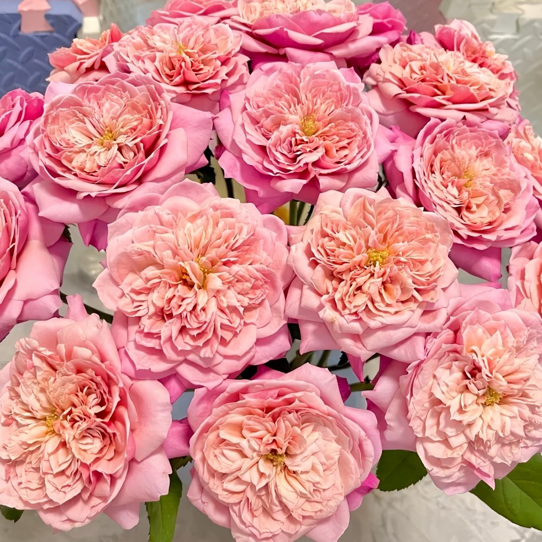 Miyabi Rose Plant｜雅致玫瑰 image 8