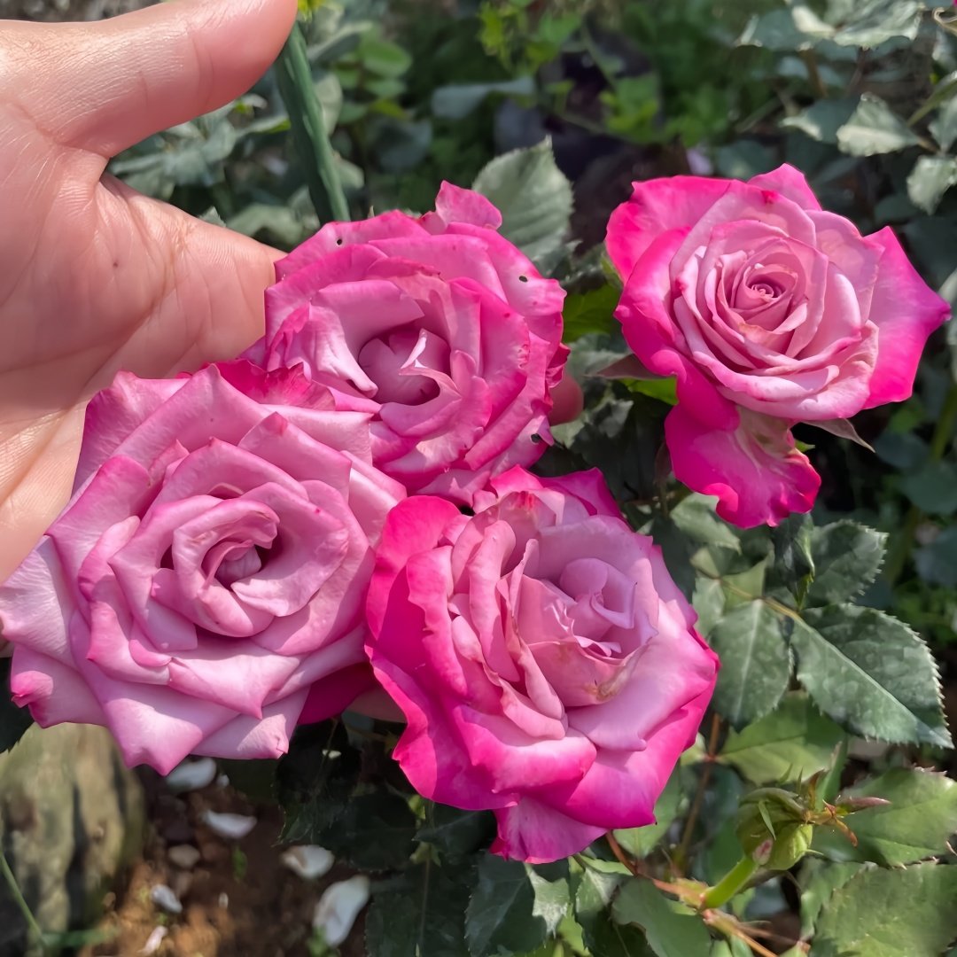 Deep Purple Rose Plant｜一片深紫 image 9