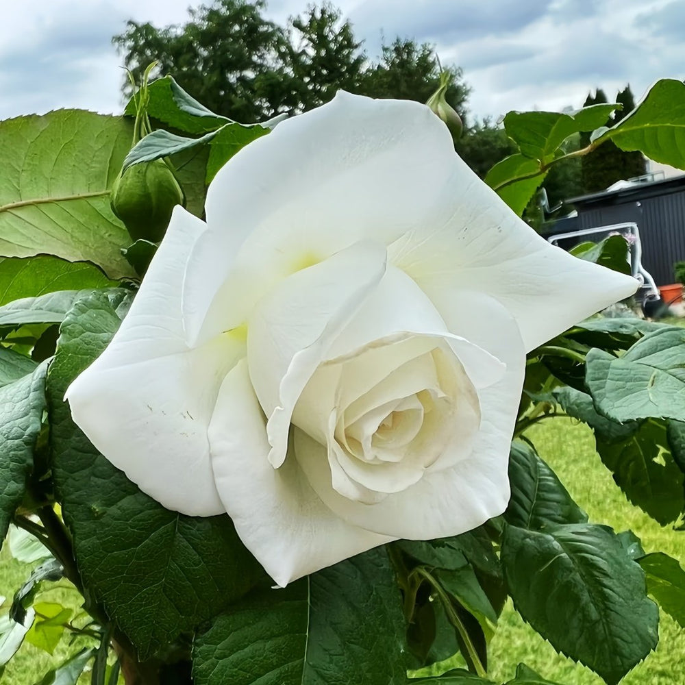 Annapurna Rose Plant|冰峰 image 3