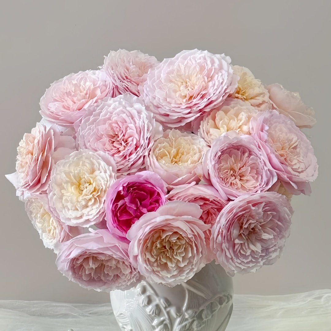 Hiyori Rose Plant|日和 image 0