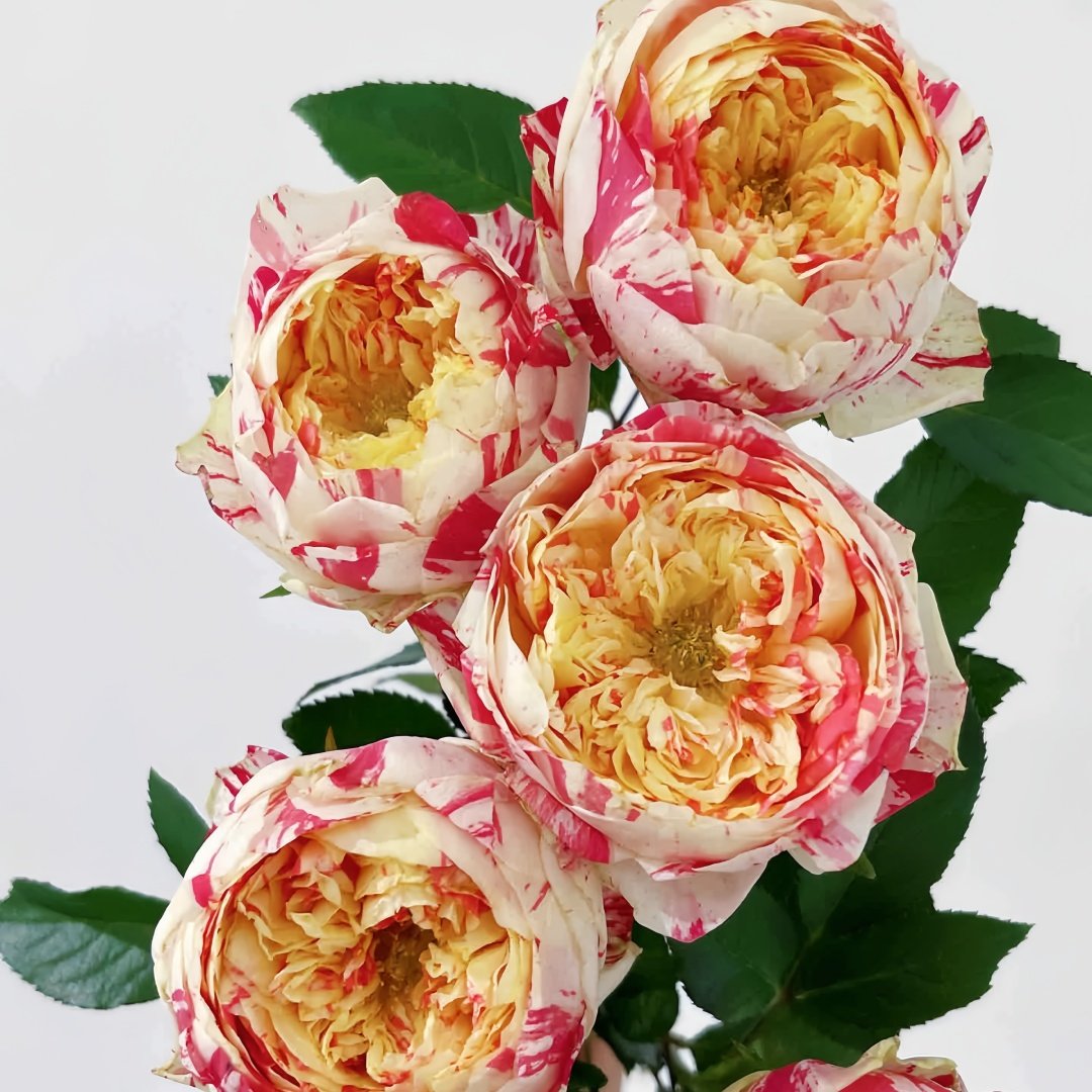 Party Ranuncula Rose Plant|狂欢派对 image 8