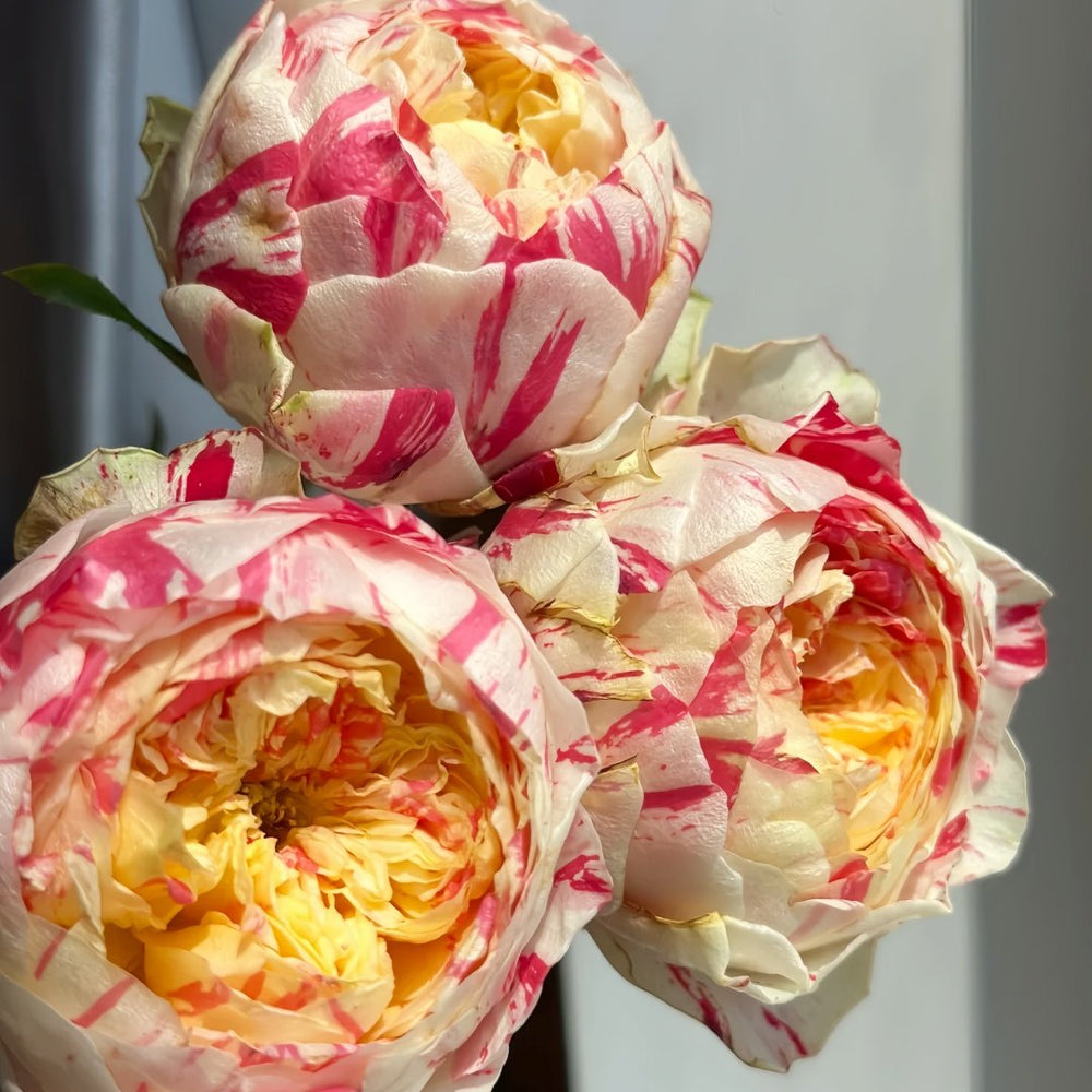 Party Ranuncula Rose Plant|狂欢派对 image 2