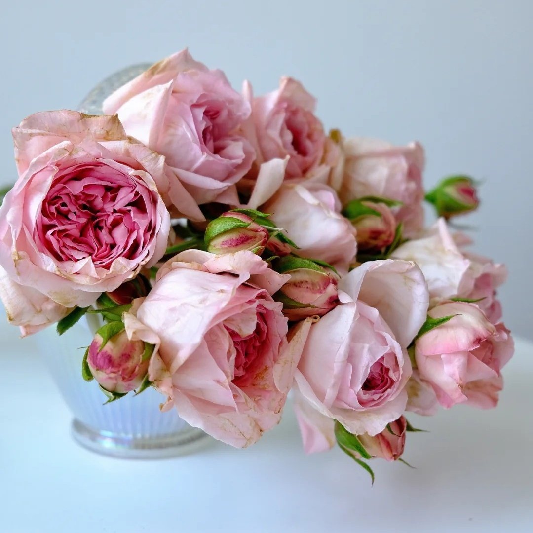 Pomponella Summerhouse Rose Plant｜蓬波内拉避暑别墅 image 2