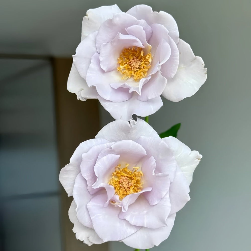 Blue Vague Rose Plant｜蓝色迷雾 image 9