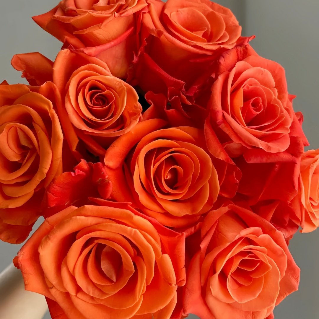 Orange Party Rose Plant|金色交响曲 image 8