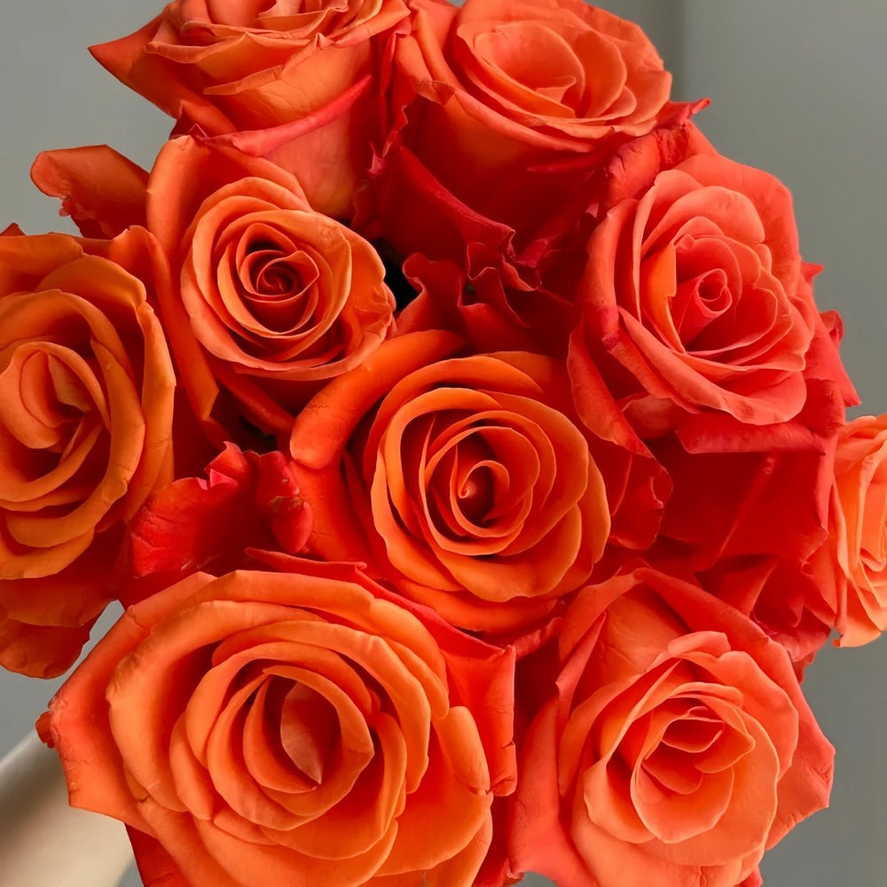 Orange Party Rose Plant|金色交响曲 image 8