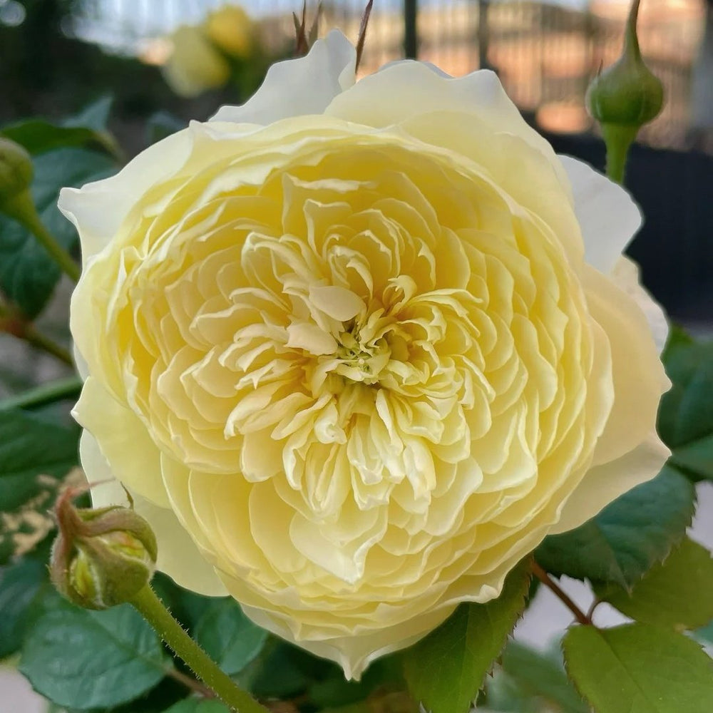 Fuguang Rose Plant | 浮光-Pre-Sales image 3