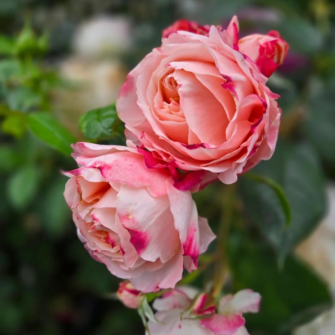 Princess Sakura Rose Plant|樱花公主 image 10