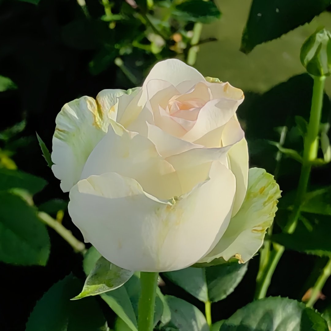 White Elsa Rose Plant|白艾莎 image 5