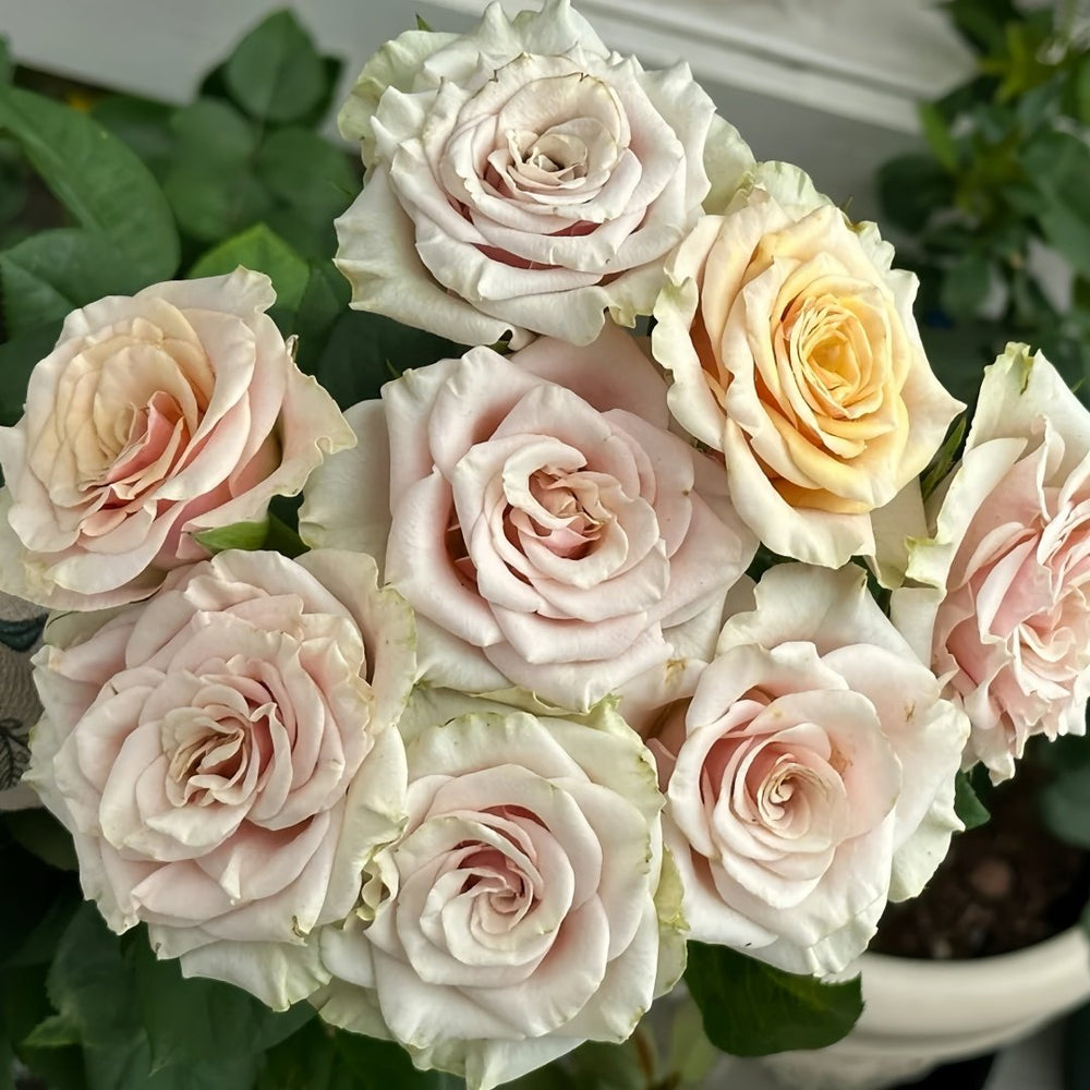 Mabella Rose Plant | 玛贝拉/猛犸 image 5