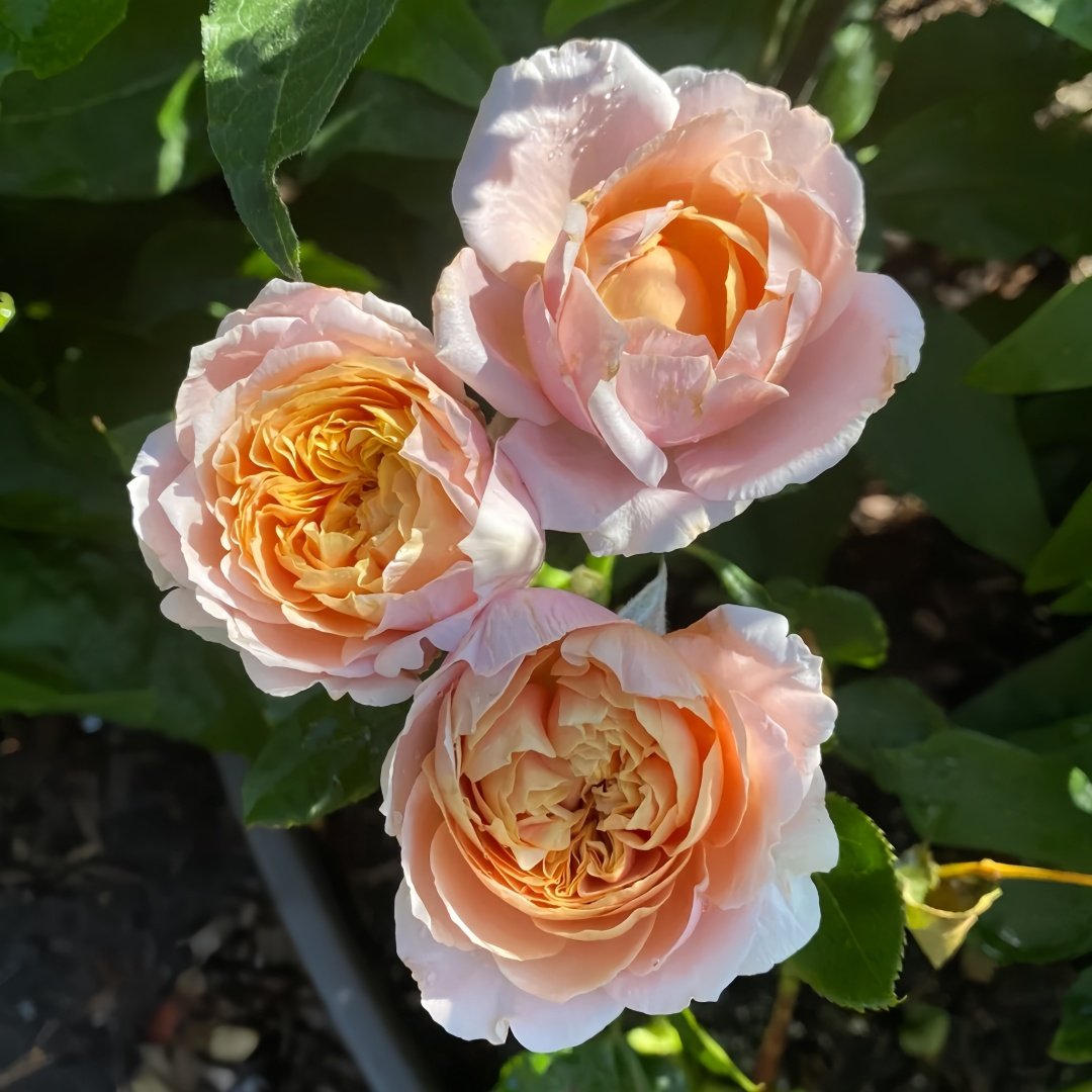 Miyabi Brown Rose Plant｜棕雅 image 9