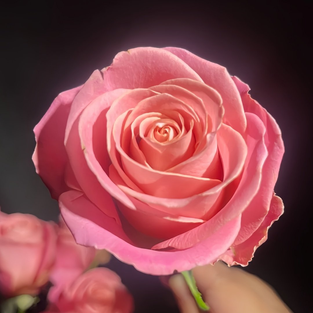Hemosa Rose Plant|赫莫萨 image 1