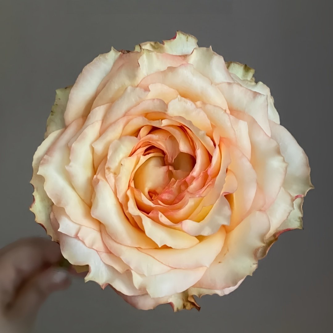 Garden City Rose Plant｜花园城市 image 0