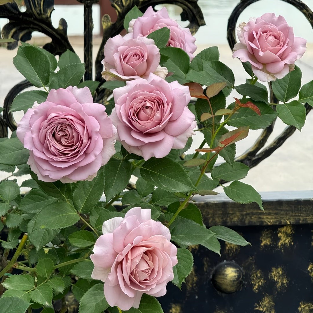 Charity Towa Rose Plant | 今井慈善 image 8