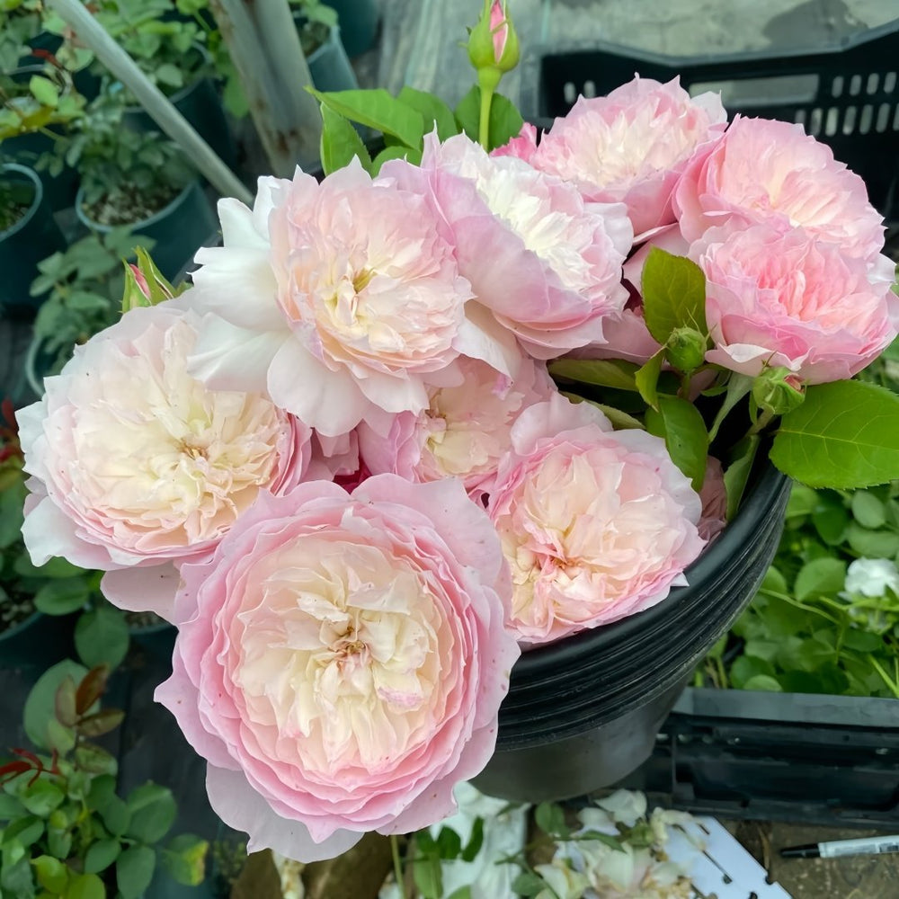 Le Rire Rose Plant｜乐咲 image 3