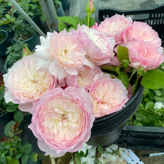 Le Rire Rose Plant｜乐咲 image 3