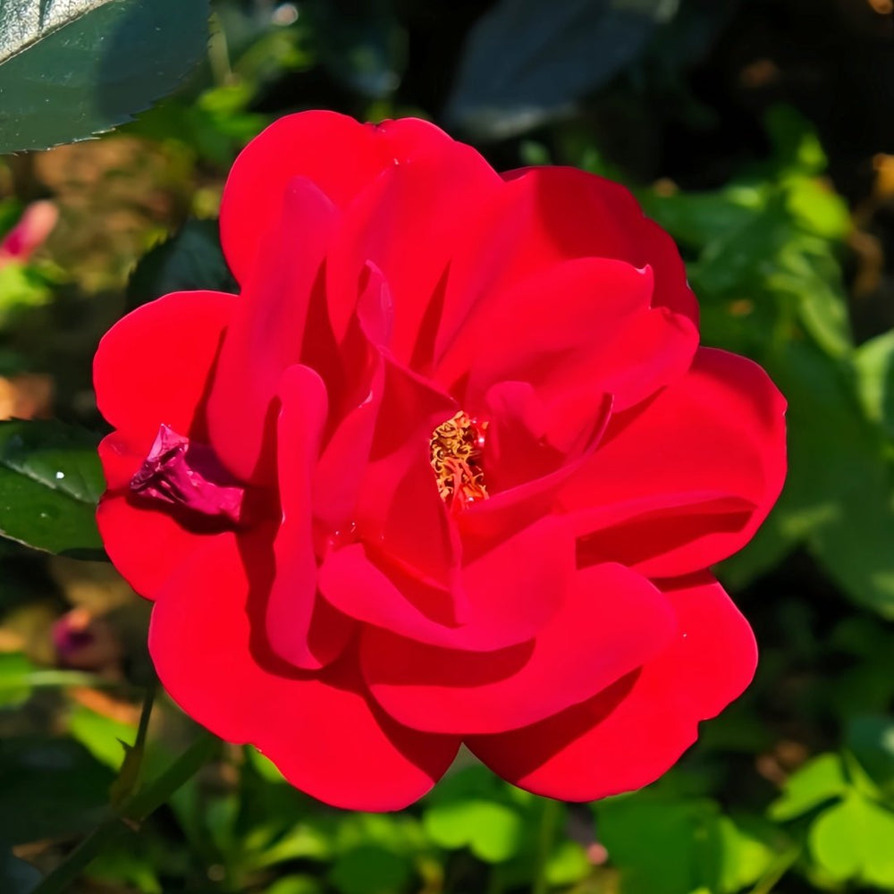 Summer Sangria Rose Plant｜魔法红鞋 image 1