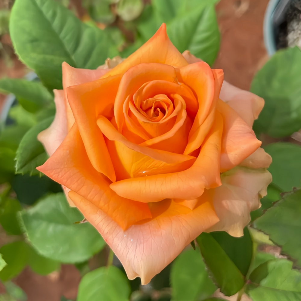Diya's Fire Rose Plant|热情似火 image 4