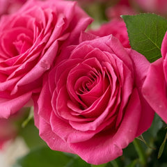 Pink Floyd Rose Plant｜弗洛伊德 image 3