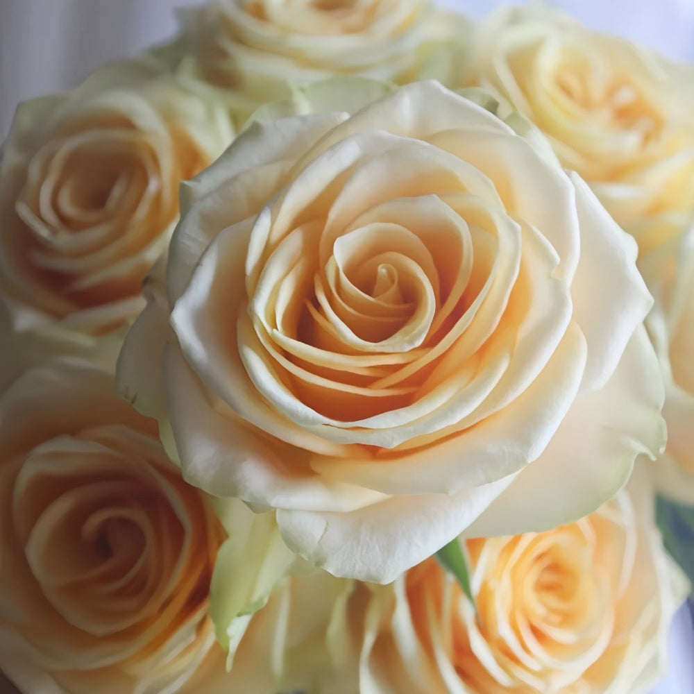 Lemonade Rose Plant|莱蒙乃迪 image 7