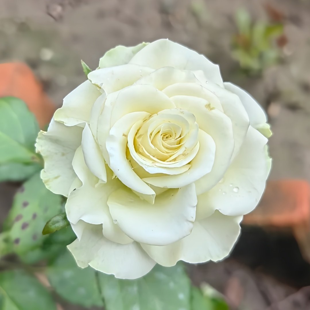 Moonstone Rose Plant|月光石 image 7