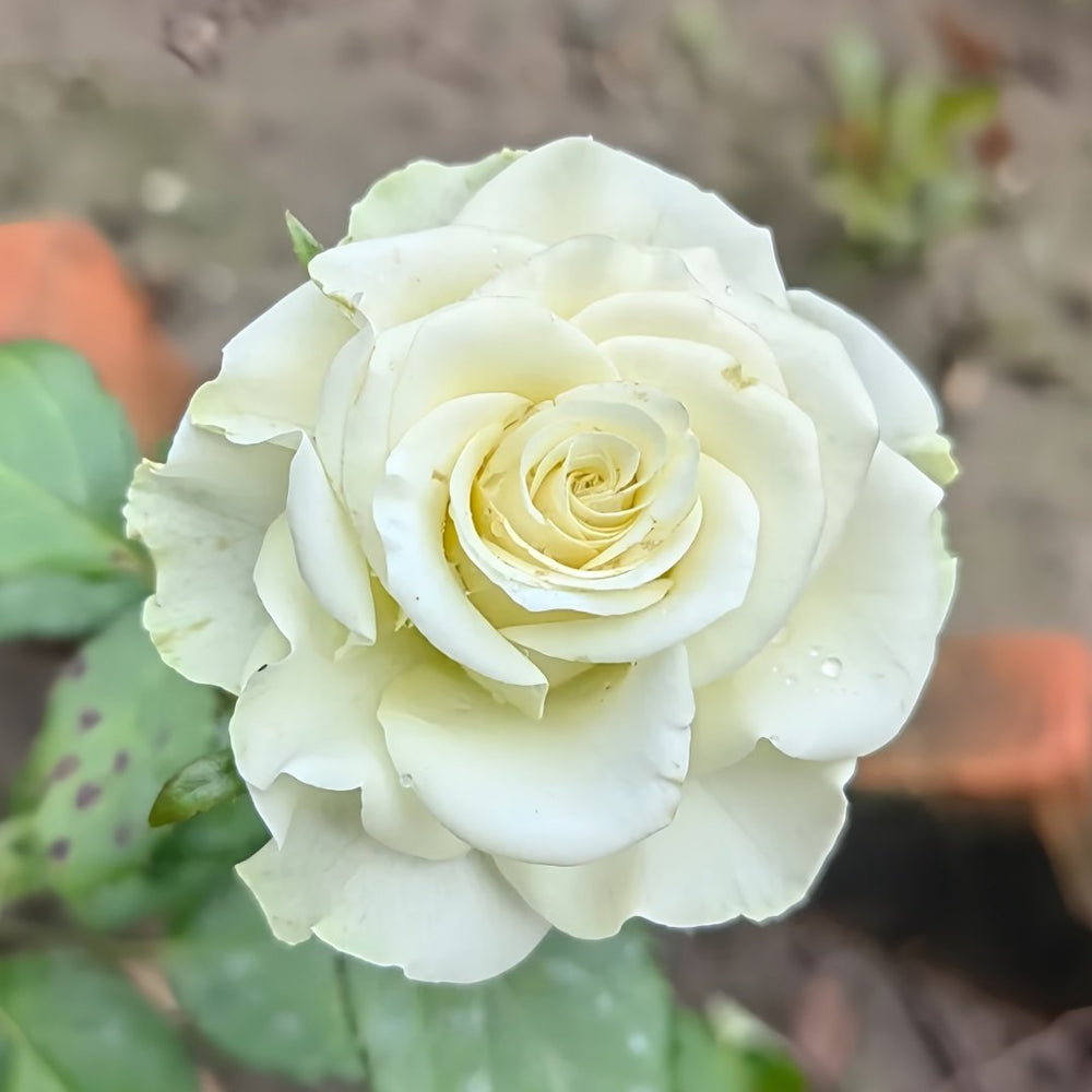 Moonstone Rose Plant|月光石 image 7