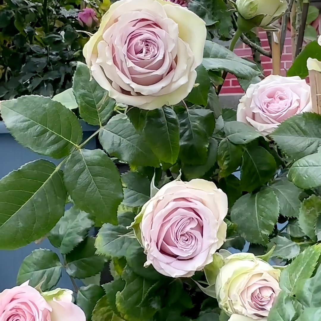 Retro Love Rose Plant|古典爱情 image 2