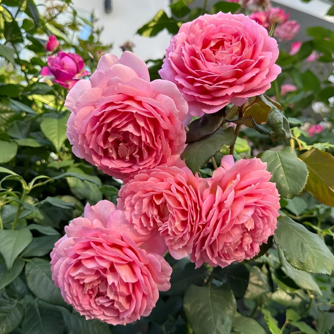 Jubilee Celebration Rose Plant｜银禧庆典 image 5