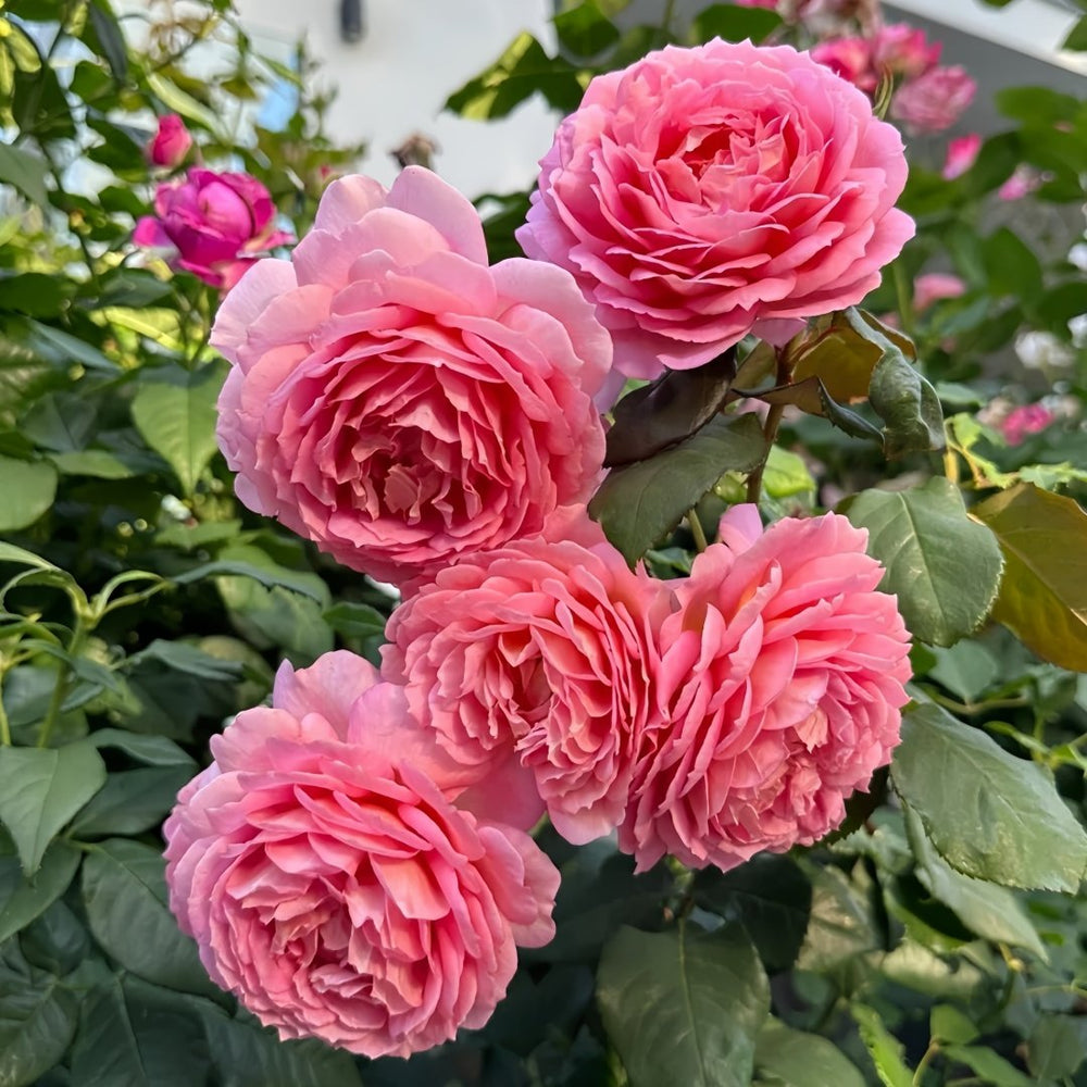 Jubilee Celebration Rose Plant｜银禧庆典 image 5