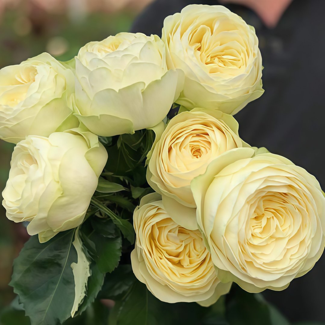 Pure blond Rose Plant｜金发碧眼 image 2