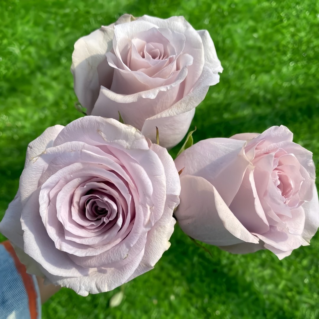 Sivery Light Rose Plant|月光曲 image 5