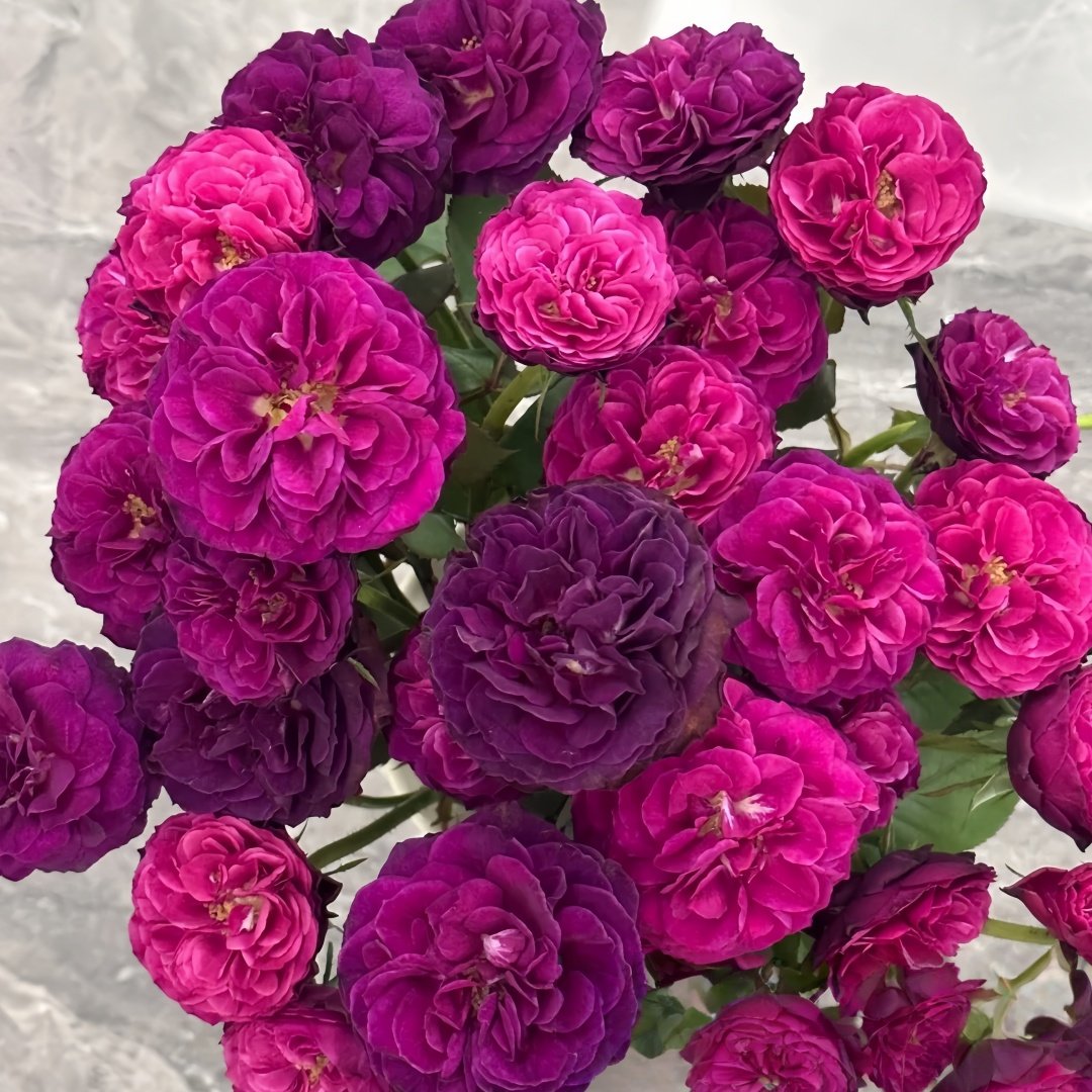 Hiraku Rose Plant｜蓝莓戒指 image 8
