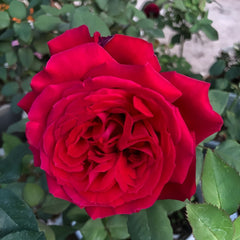Botero Rose Plant|恩典女士 image 1