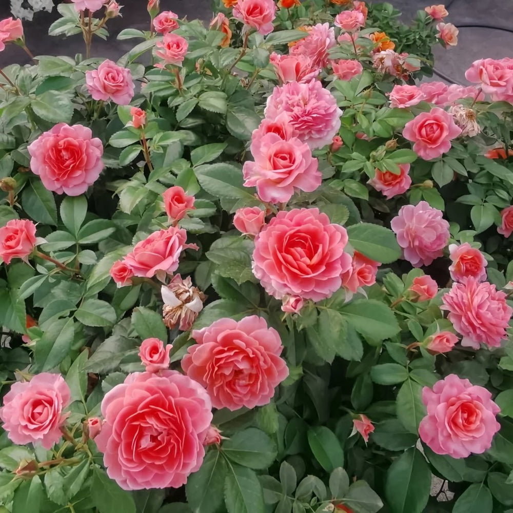 Fragrance King Terrazza Rose Plant｜芳香王阳台 image 5