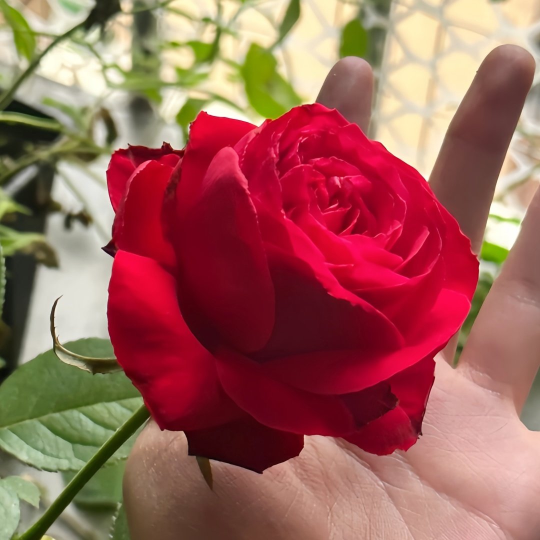 Rouge Pivoine Rose Plant｜红牡丹 image 3