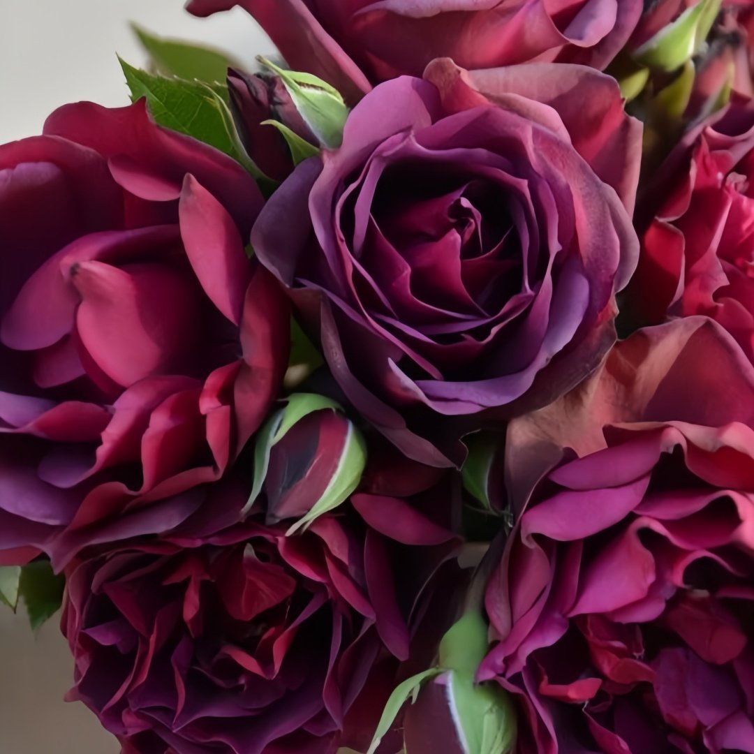 Laylah Rose Plant|黑夜莱拉 image 2
