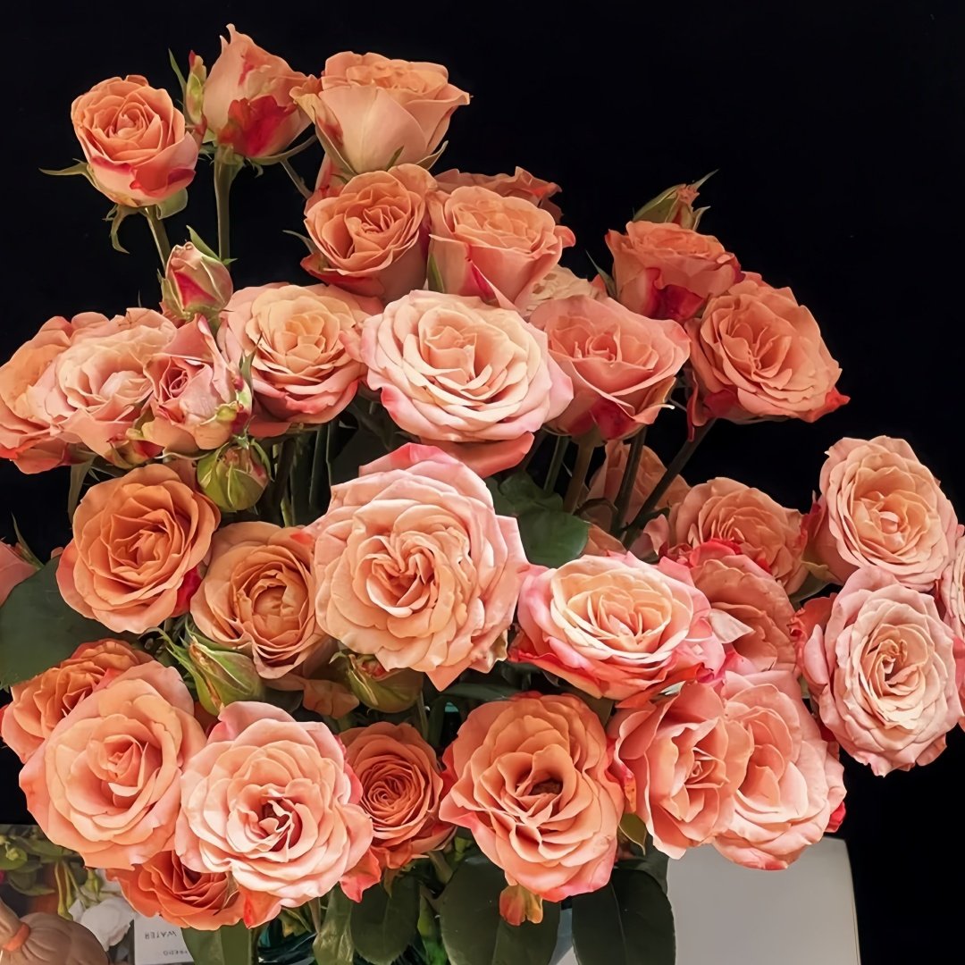 Cappuccino Rose Plant｜卡布奇诺 image 8