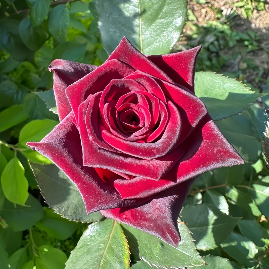 Black Baccara Rose Plant｜黑巴克 image 0