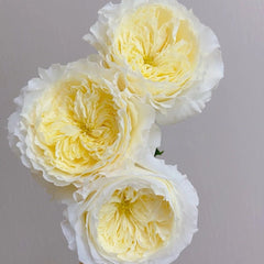 Patience Rose Plant｜耐心 image 2