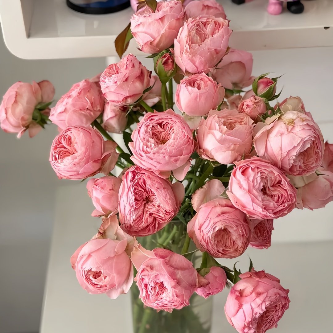 Harper Rose Plant｜竖琴师 image 7